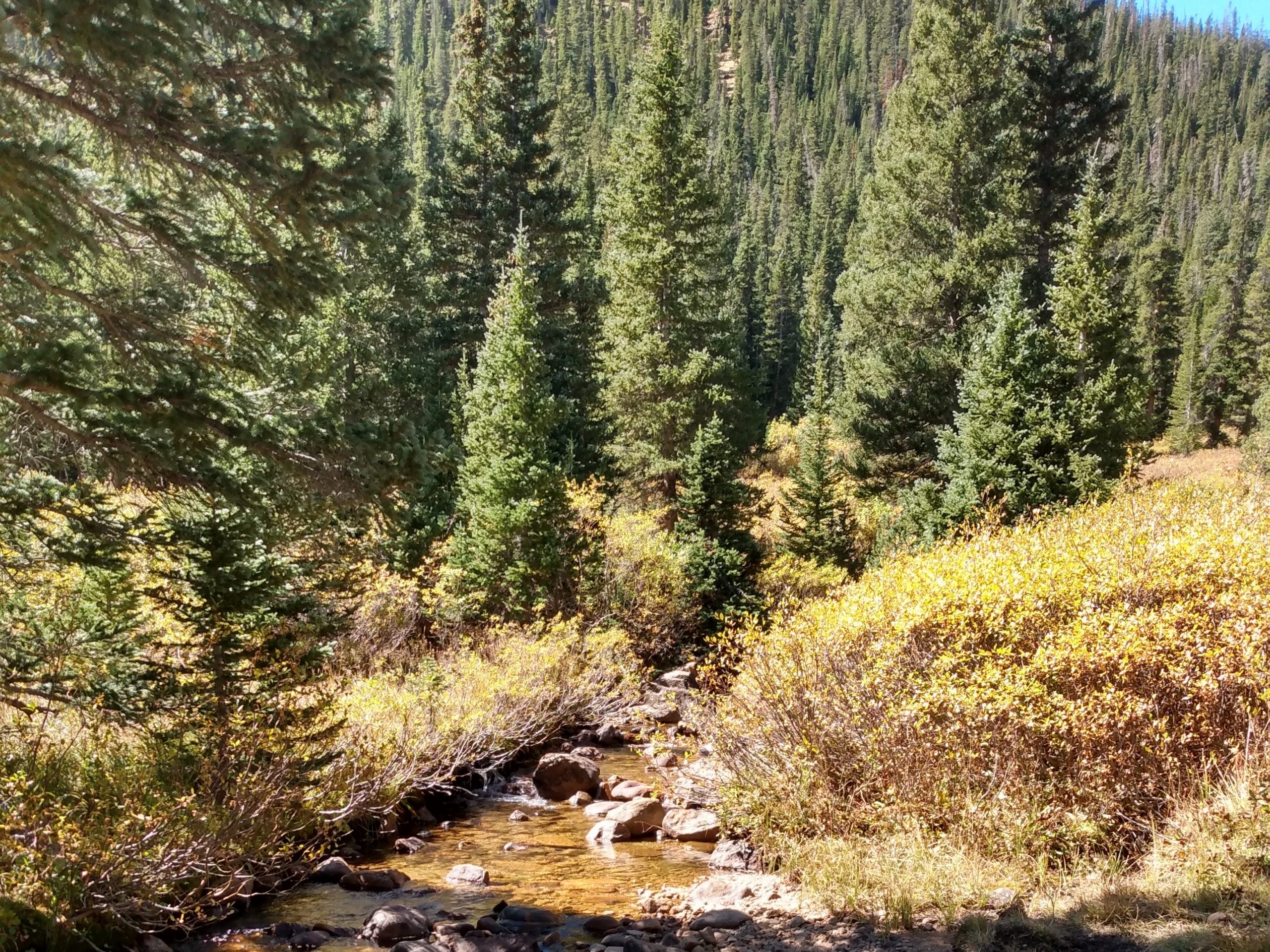 Photo of a forest